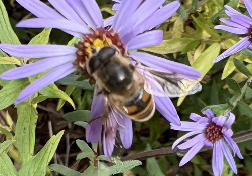 Unknown species found near New North End, Burlington, VT, USA