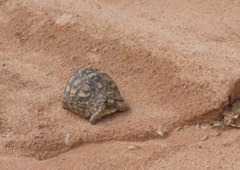 Stigmochelys pardalis