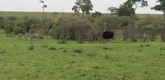 Struthio camelus massaicus