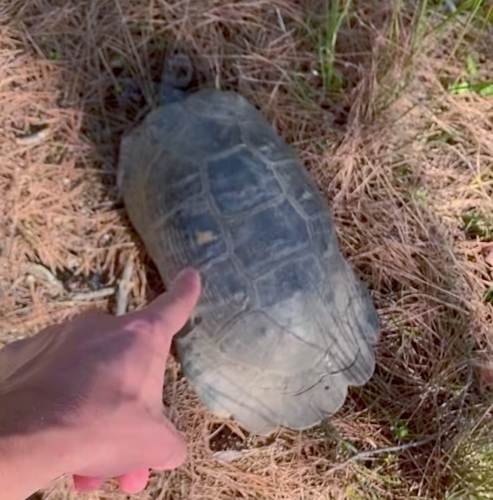 Marginated Tortoise