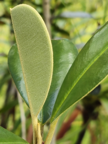 Solmsia calophylla observed 2025-10-26