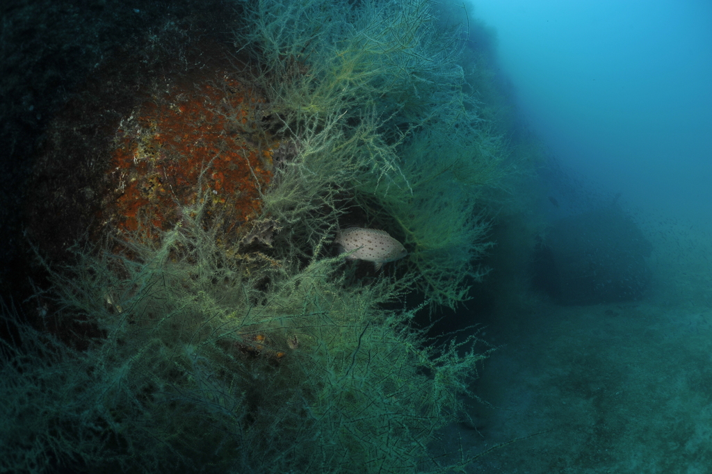 Photo of sawtail grouper (Mycteroperca prionura)