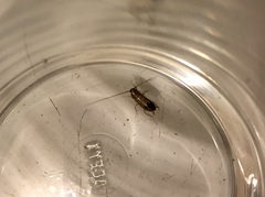 Periplaneta americana