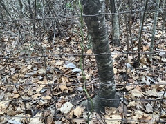 Smilax tamnoides