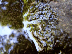 Helichochaetus discifer