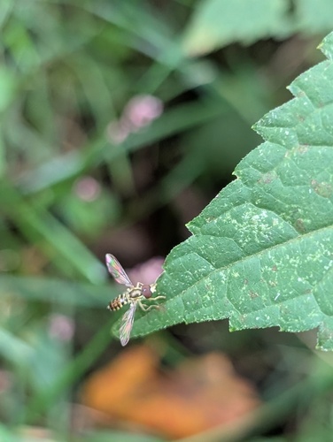 Unknown species found near Noroton, Darien, CT 06820, USA