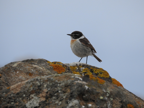 Tarabilla canaria (Saxicola dacotiae)