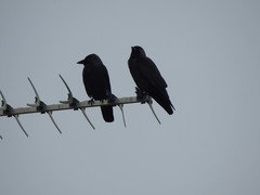 Corvus monedula