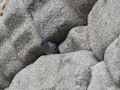Columba livia domestica