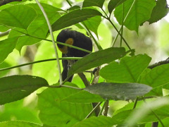 Ploceus melanogaster