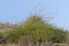 Macrochloa tenacissima