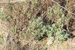 Helianthemum squamatum