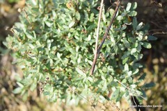 Helianthemum squamatum