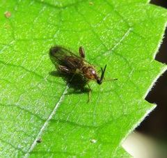 Canthyloscelis antennata