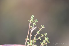 Thymus lacaitae