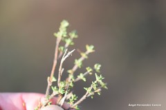 Thymus lacaitae