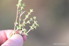 Thymus lacaitae