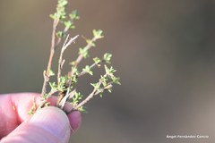 Thymus lacaitae