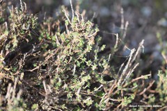 Thymus lacaitae