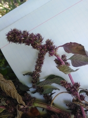 Amaranthus