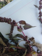 Amaranthus