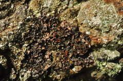 Nephroma laevigatum