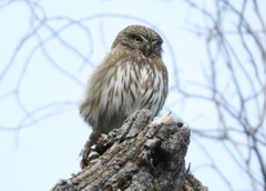 Glaucidium peruanum