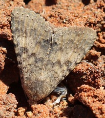 Pandesma robusta
