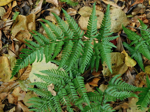 beaded wood fern (Dryopteris bissetiana)