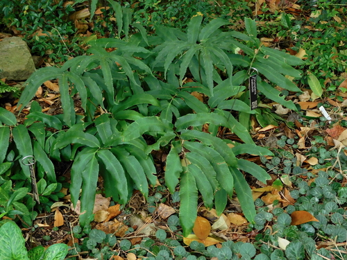 Dryopteris sieboldii iNat (3)