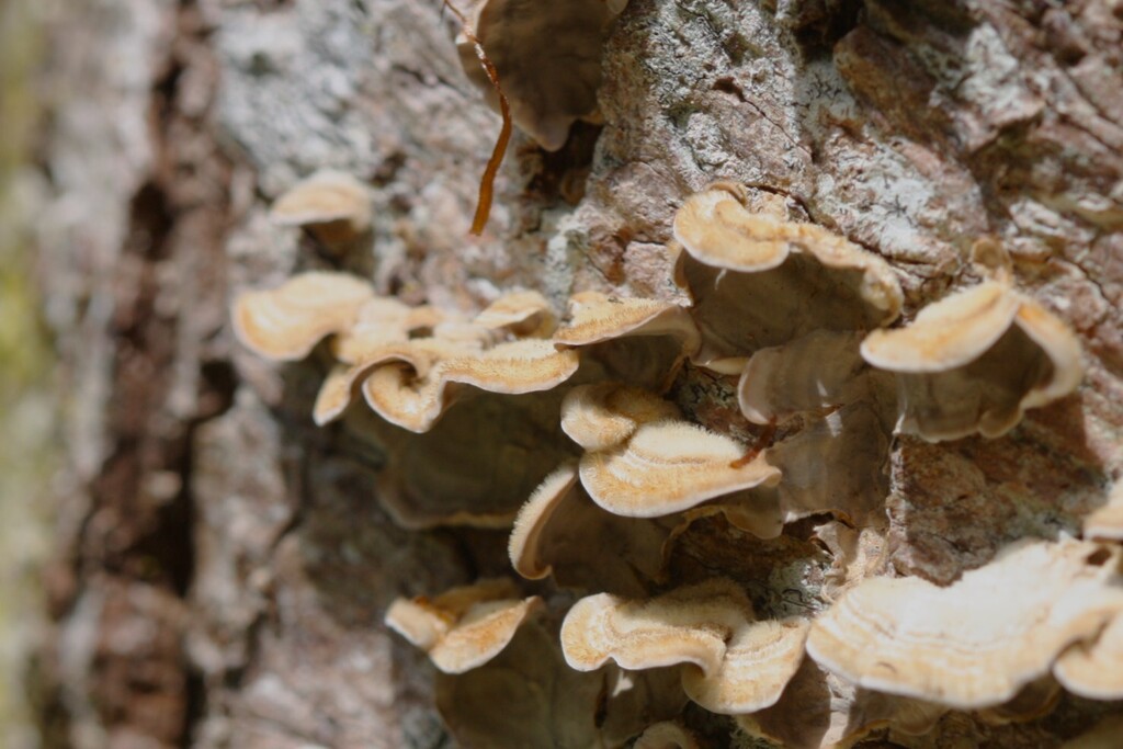 Stereum hirsutum · October 2025 · photo: © juliette_f (iNaturalist, cc-by)