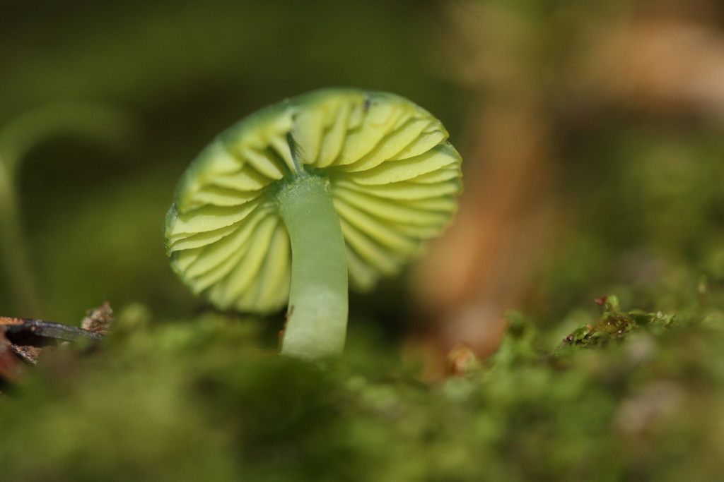 Humidicutis luteovirens · October 2025 · photo: © juliette_f (iNaturalist, cc-by)