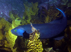 Olisthops cyanomelas