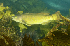 Olisthops cyanomelas