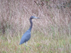 Egretta caerulea