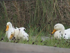 Anas platyrhynchos domesticus