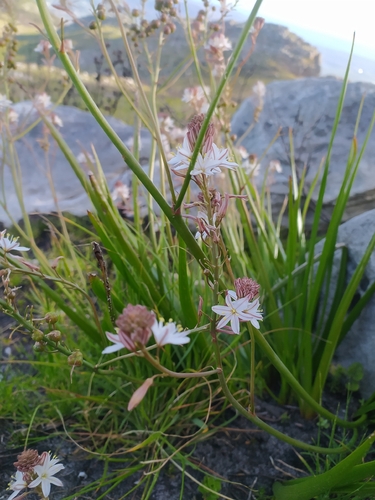 Trachyandra tabularis