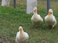 Anas platyrhynchos domesticus