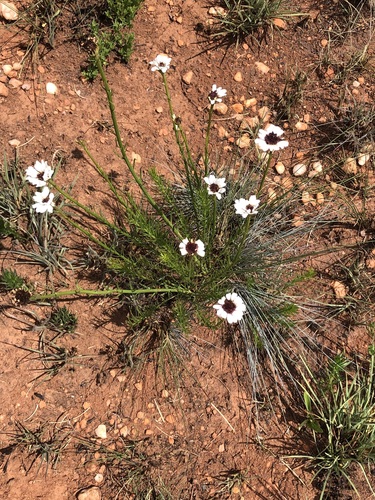 Wild Daisy (Callilepis leptophylla)