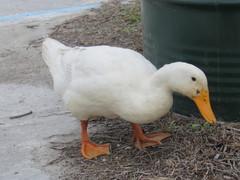 Anas platyrhynchos domesticus