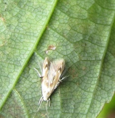 Thylacosceles radians