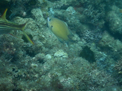 Chromis agilis observed 2025-10-14