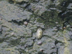 Chiton tuberculatus