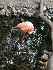 Phoenicopterus