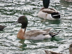 Anas platyrhynchos × acuta