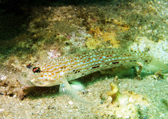 Istigobius hoesei