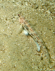 Istigobius hoesei