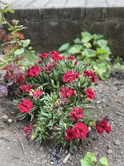 Dianthus caryophyllus