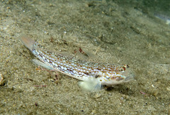 Istigobius hoesei