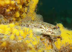 Istigobius hoesei
